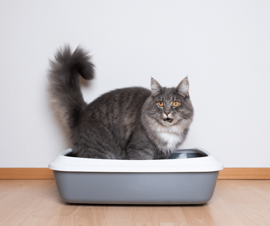Gray adult cat standing in an open top litterbox in mid-meow.