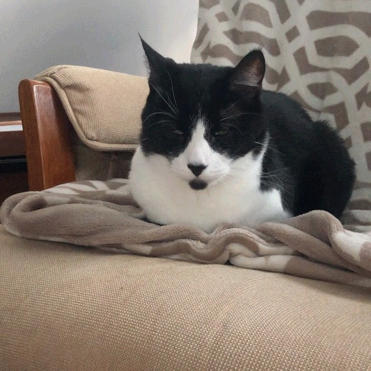 Animated gif is of a tuxedo cat named Dave as he sits and wags his tail in an impatient way and his tail is also hitting his whiskers.