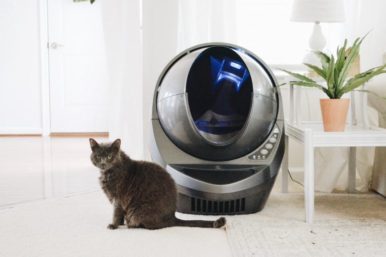 Ultimate Guide to Cat Litter Boxes, Litter, and Accessories