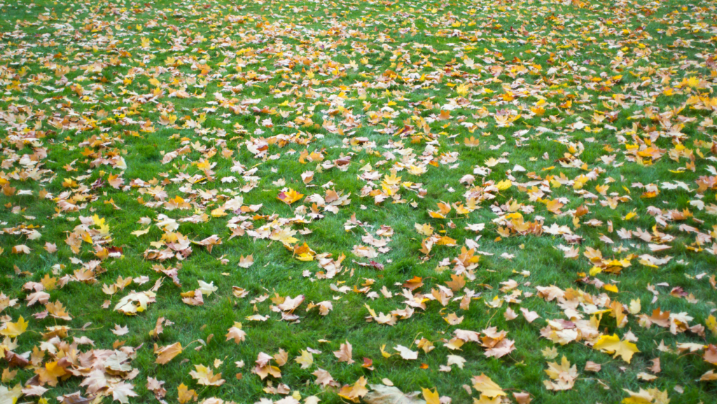 A layer of leaves on top of grass.